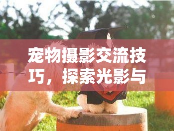 光影與愛的藝術(shù)，寵物攝影交流技巧探索  第3張