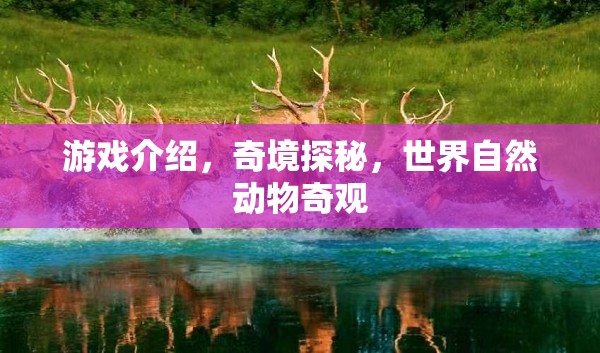 探索自然奇境，奇境探秘中的動物奇觀