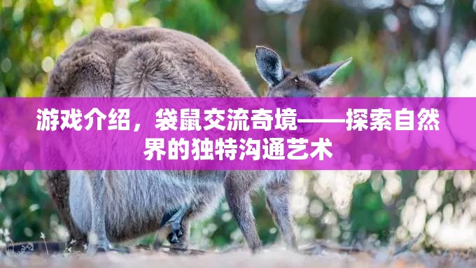 袋鼠交流奇境，探索自然界的獨(dú)特溝通藝術(shù)