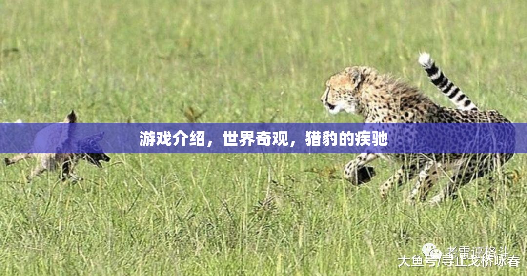 獵豹疾馳，探索世界奇觀中的速度與激情