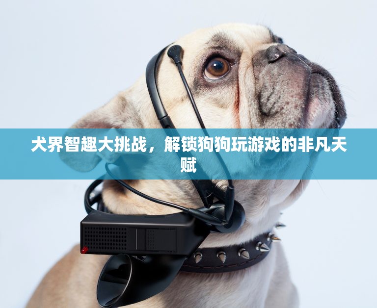 犬界智趣大挑戰(zhàn)，解鎖狗狗的非凡游戲天賦