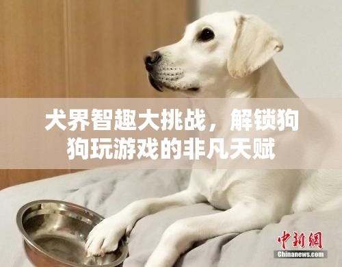 犬界智趣大挑戰(zhàn)，解鎖狗狗的非凡游戲天賦