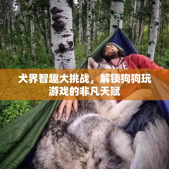 犬界智趣大挑戰(zhàn)，解鎖狗狗的非凡游戲天賦