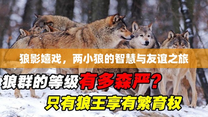 狼影嬉戲，兩小狼的智慧與友誼之旅  第3張