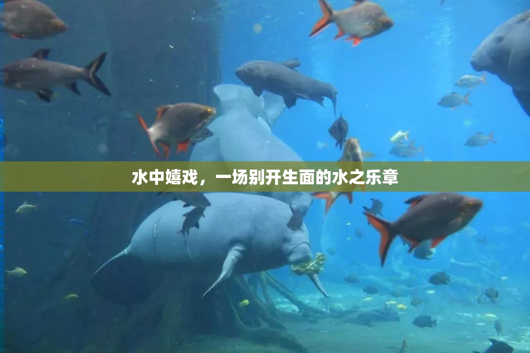 水中嬉戲，奏響別開(kāi)生面的水之樂(lè)章
