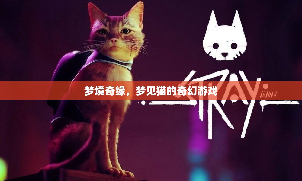 夢境奇緣，與貓共舞的奇幻之旅
