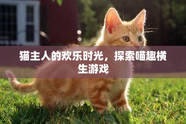 喵趣橫生，貓主人的歡樂時光探索