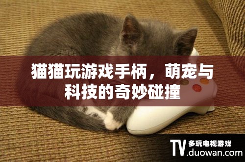 萌寵與科技的奇妙碰撞，貓貓玩游戲手柄的樂趣  第2張
