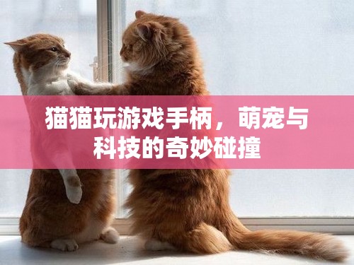 萌寵與科技的奇妙碰撞，貓貓玩游戲手柄的樂趣  第3張