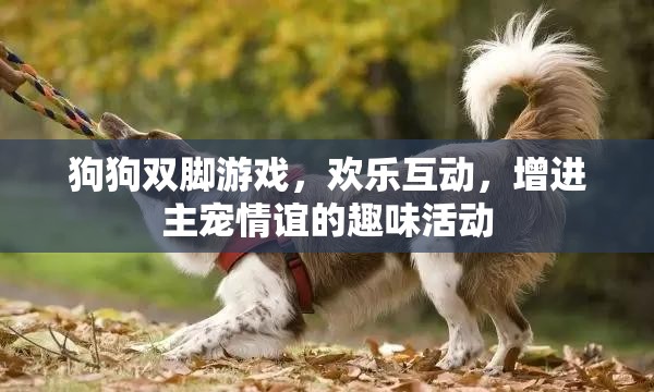 歡樂(lè)雙腳游戲，增進(jìn)主寵情誼的趣味互動(dòng)