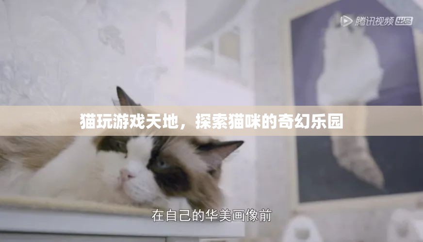 貓咪的奇幻樂園，探索貓玩游戲天地的樂趣