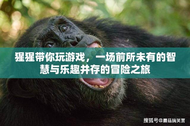 猩猩領(lǐng)航，智慧與樂趣并存的非凡游戲冒險之旅