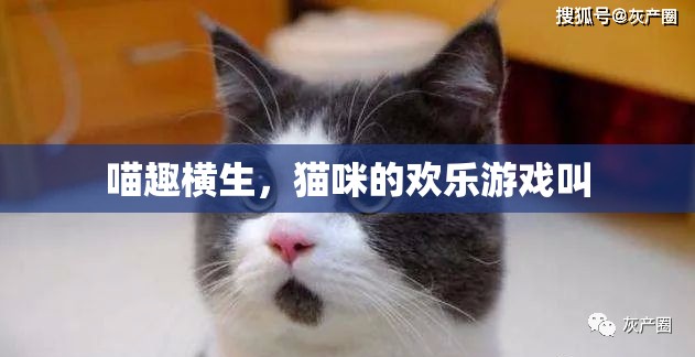 喵趣橫生，貓咪的歡樂(lè)游戲大賞