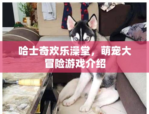 哈士奇歡樂澡堂，萌寵大冒險的歡樂之旅