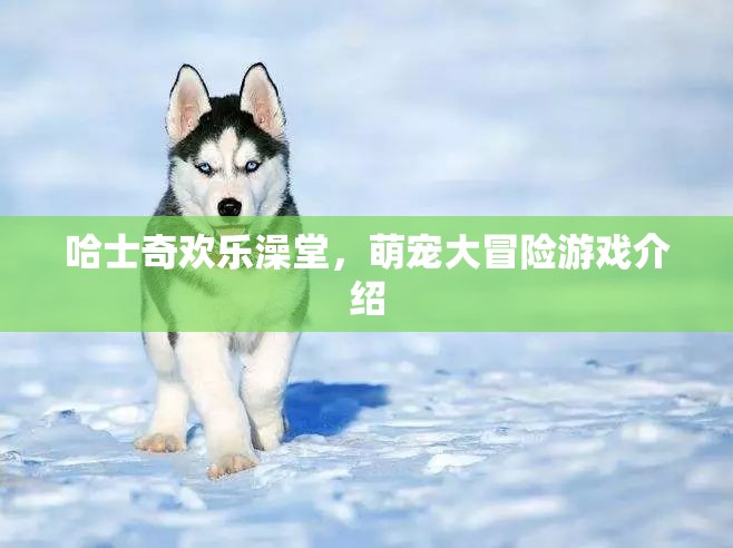 哈士奇歡樂澡堂，萌寵大冒險的歡樂之旅