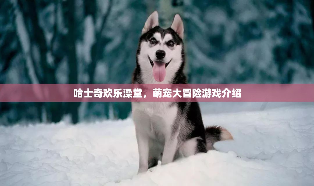 哈士奇歡樂澡堂，萌寵大冒險的歡樂之旅