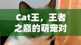 王者之巔的萌寵對決，Cat王的榮耀之戰(zhàn)