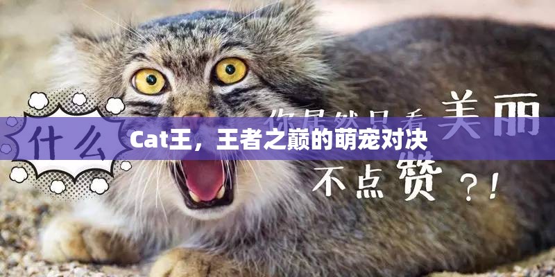 王者之巔的萌寵對決，Cat王的榮耀之戰(zhàn)