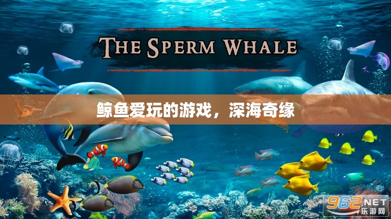 深海奇緣，鯨魚的夢幻游戲