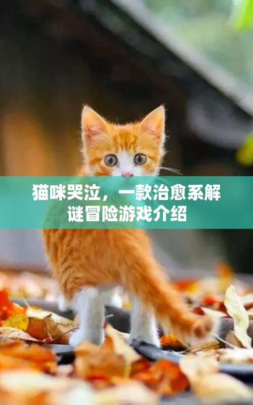 貓咪哭泣，治愈系解謎冒險(xiǎn)之旅