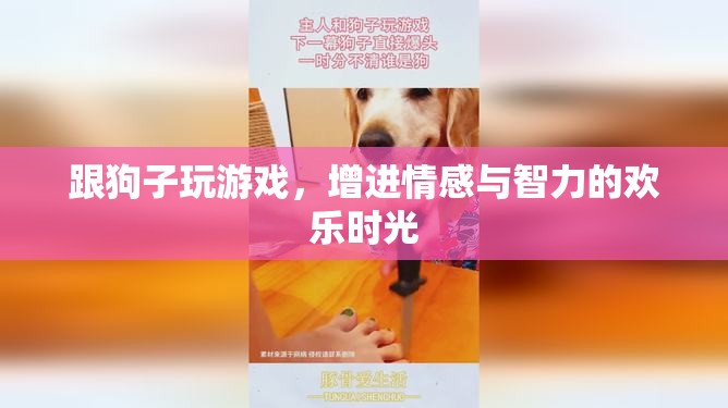 與愛(ài)犬共舞，游戲中的情感與智力成長(zhǎng)歡樂(lè)時(shí)光