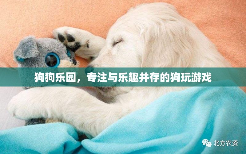 狗狗樂園，專為寵物打造的樂趣與游戲天堂  第2張