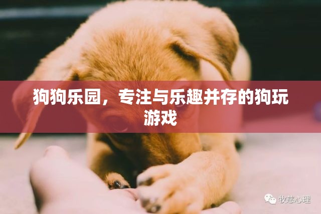 狗狗樂園，專為寵物打造的樂趣與游戲天堂  第3張