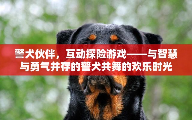 警犬伙伴，智慧與勇氣的互動(dòng)探險(xiǎn)游戲