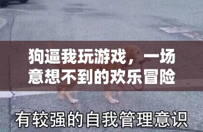 狗的‘逼迫’，一場(chǎng)意想不到的歡樂冒險(xiǎn)之旅