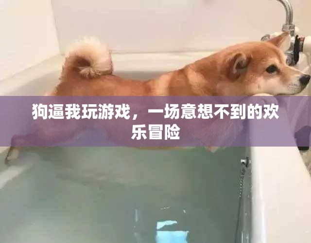 狗的‘逼迫’，一場(chǎng)意想不到的歡樂冒險(xiǎn)之旅