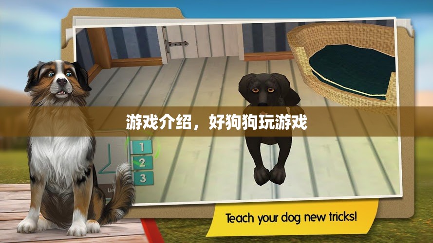 好狗狗玩游戲，趣味橫生的寵物游戲介紹