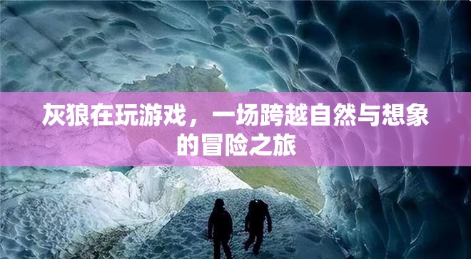 灰狼的游戲，自然與想象的冒險之旅