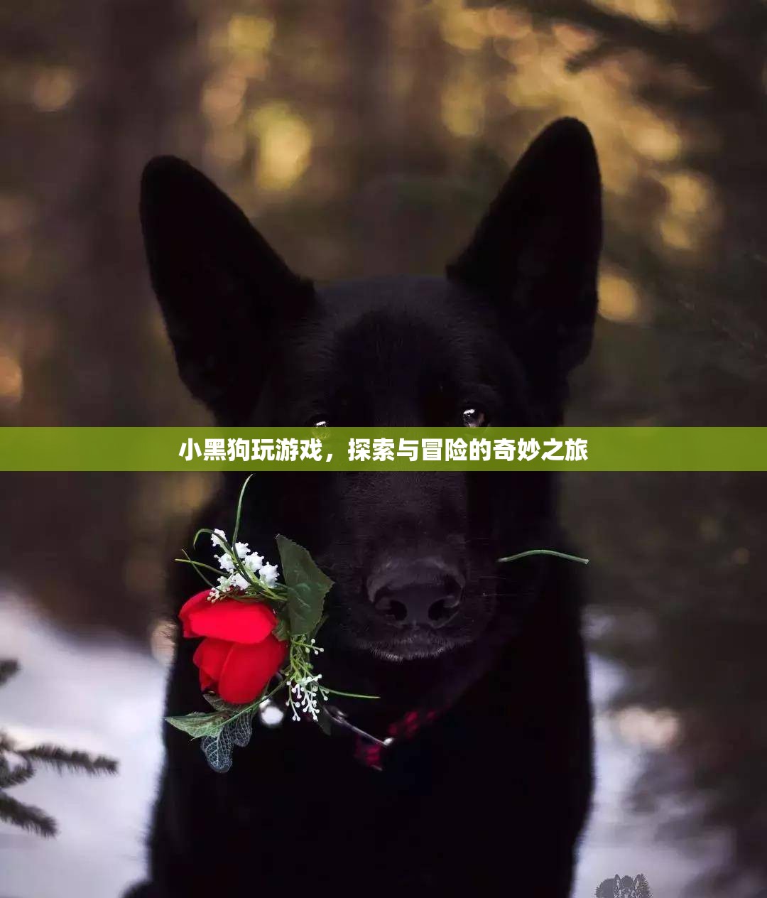 小黑狗的游戲冒險之旅