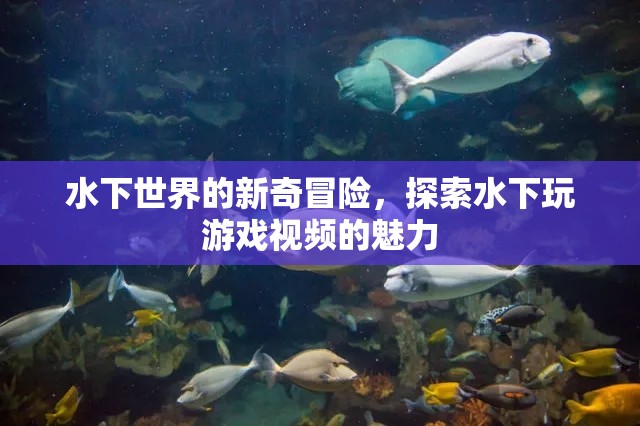 水下世界的新奇冒險，探索水下玩游戲視頻的魅力  第1張