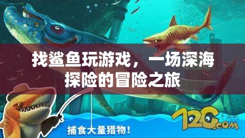 一場(chǎng)與鯊魚(yú)共舞的深海探險(xiǎn)之旅