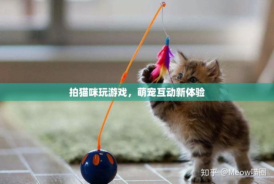 貓咪游戲，萌寵互動新體驗