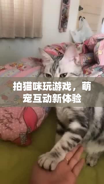 貓咪游戲，萌寵互動新體驗