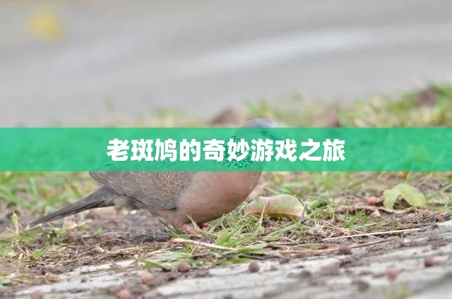 老斑鳩的奇妙冒險之旅