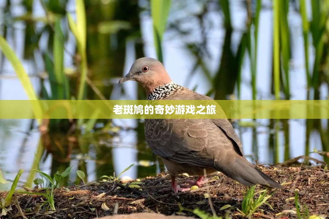老斑鳩的奇妙冒險之旅