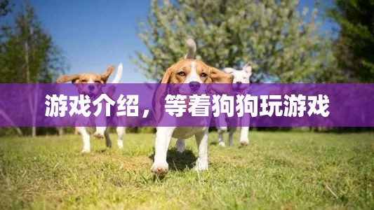 等著狗狗游戲介紹，與萌寵共度歡樂時光