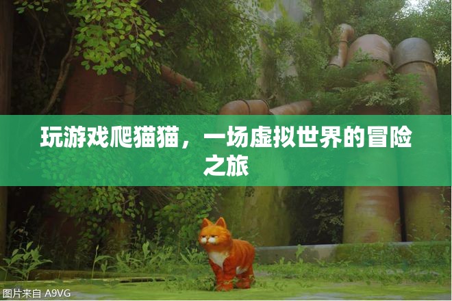虛擬世界冒險(xiǎn)，爬貓貓游戲之旅