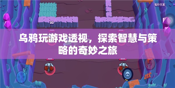 烏鴉玩游戲透視，智慧與策略的奇妙之旅