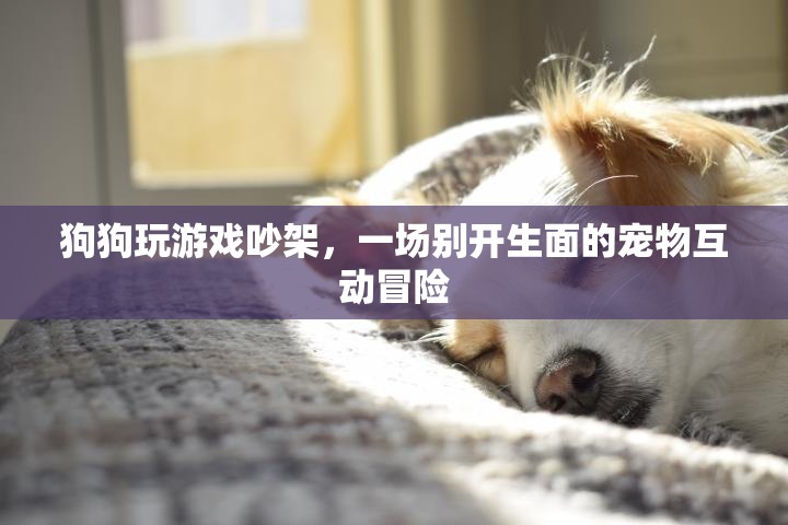 狗狗吵架背后的寵物互動(dòng)冒險(xiǎn)，一場(chǎng)別開生面的游戲盛宴