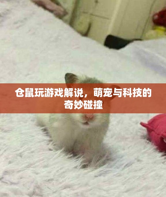 萌寵科技碰撞，倉(cāng)鼠玩游戲解說(shuō)