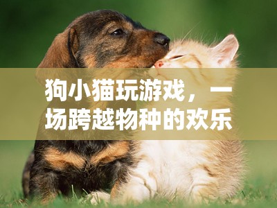 狗貓歡樂冒險(xiǎn)，跨越物種的友誼