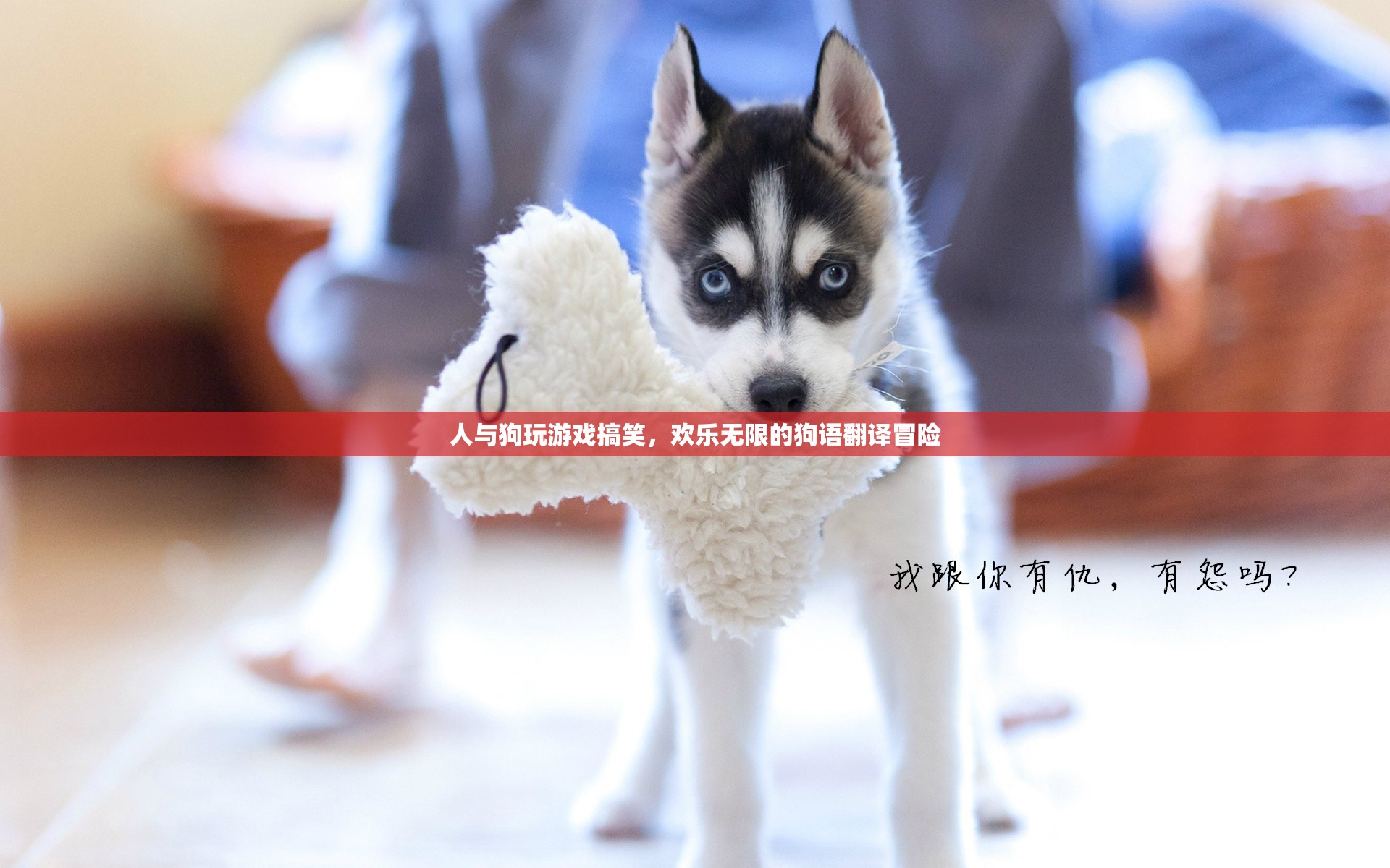 狗語翻譯大冒險(xiǎn)，人與狗的歡樂游戲時光