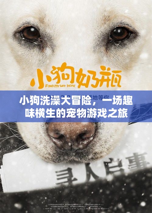 小狗洗澡大冒險(xiǎn)，寵物游戲之旅趣味橫生