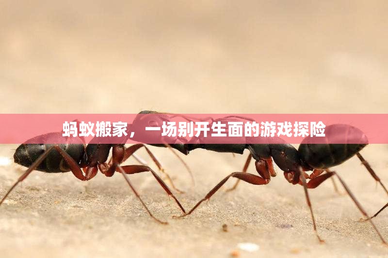 螞蟻搬家，探索游戲世界的奇妙之旅  第3張