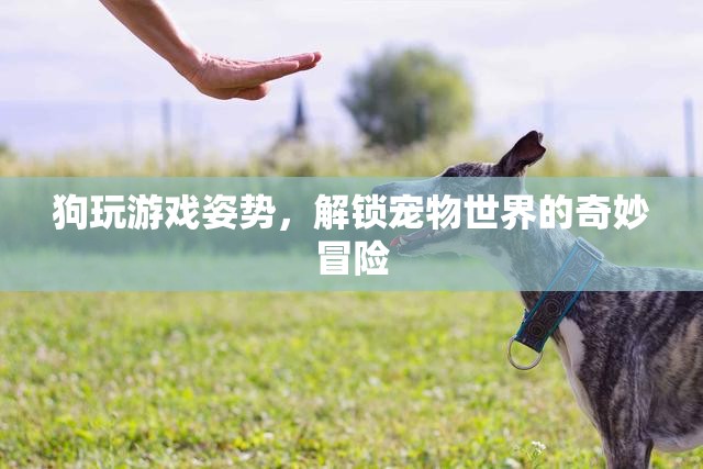 狗玩游戲姿勢，解鎖寵物世界的奇妙冒險