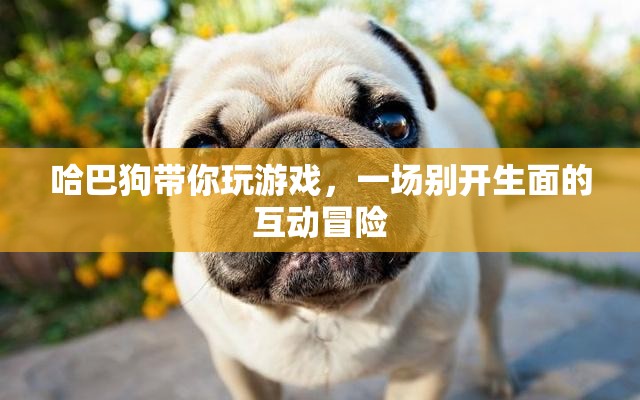 哈巴狗帶你開啟互動(dòng)冒險(xiǎn)之旅